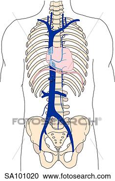 Stock Illustration - anterior view 
of the inferior 
and superior vena 
cava in relationship. 
fotosearch - search 
clipart, illustration, 
drawings and vector 
eps graphics images