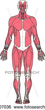 Stock Illustration - anterior view 
of the muscles 
of the body. fotosearch 
- search clipart, 
illustration, 
drawings and vector 
eps graphics images