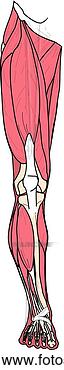 Clip Art - anterior view 
of the muscles 
of the body (right 
leg). fotosearch 
- search clipart, 
illustration, 
drawings and vector 
eps graphics images