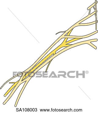 Drawing - anterior view 
of the nerves 
that make up the 
brachial plexus 
(ventral. fotosearch 
- search clipart, 
illustration, 
drawings and vector 
eps graphics images