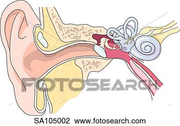 Clip Art - frontal cross-section 
of the anatomical 
structures of 
the inner ear. 
fotosearch - search 
clipart, illustration, 
drawings and vector 
eps graphics images