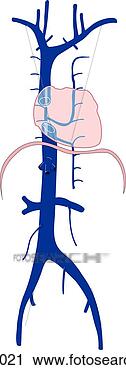 Clipart - heart and superior 
and inferior vena 
cava. fotosearch 
- search clipart, 
illustration, 
drawings and vector 
eps graphics images