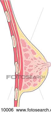Stock Illustration - lateral view of 
the internal anatomy 
of the female 
breast. fotosearch 
- search clipart, 
illustration, 
drawings and vector 
eps graphics images