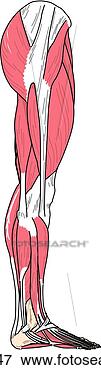 Stock Illustration - lateral view of 
the muscles of 
the body (leg). 
fotosearch - search 
clipart, illustration, 
drawings and vector 
eps graphics images