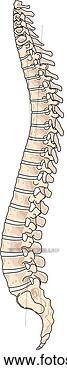Stock Illustration - lateral view of 
the skeletal anatomy 
of the spine. 
fotosearch - search 
clipart, illustration, 
drawings and vector 
eps graphics images