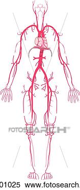 Stock Illustration - major vessels 
of the arterial 
system. fotosearch 
- search clipart, 
illustration, 
drawings and vector 
eps graphics images