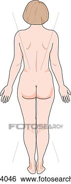 Stock Illustration - posterior view 
of the external 
anatomy of a female 
person. fotosearch 
- search clipart, 
illustration, 
drawings and vector 
eps graphics images