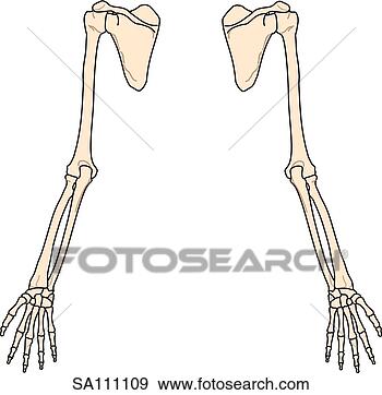 Stock Illustration - posterior view 
of the skeletal 
anatomy of the 
body (arms). fotosearch 
- search clipart, 
illustration, 
drawings and vector 
eps graphics images