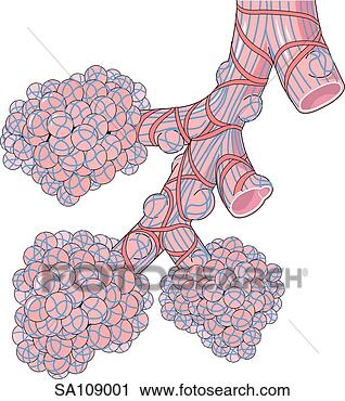 Clipart - terminal end of 
respiratory tract 
showing bronchioles 
and alveoli. fotosearch 
- search clipart, 
illustration, 
drawings and vector 
eps graphics images