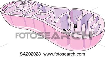 Stock Illustration - cross-section 
of a  mitochondria 
to reveal the 
internal folds 
where. fotosearch 
- search clipart, 
illustration, 
drawings and vector 
eps graphics images