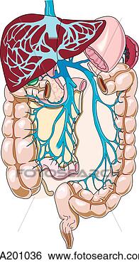 Stock Illustration - the liver and 
lower intestinal 
tract with portal 
system transporting. 
fotosearch - search 
clipart, illustration, 
drawings and vector 
eps graphics images