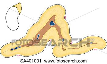 Clipart - cross-section 
of the triangular 
shaped adrenal 
gland with an. 
fotosearch - search 
clipart, illustration, 
drawings and vector 
eps graphics images