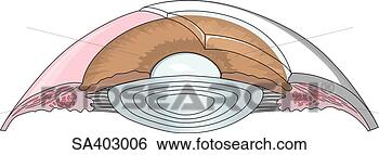 Stock Illustration - cut away of the 
eyeball to reveal 
internal strucures 
that make up the. 
fotosearch - search 
clipart, illustration, 
drawings and vector 
eps graphics images