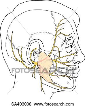 Stock Illustration - lateral view of 
adult male head 
featuring facial 
nerve and underlying. 
fotosearch - search 
clipart, illustration, 
drawings and vector 
eps graphics images