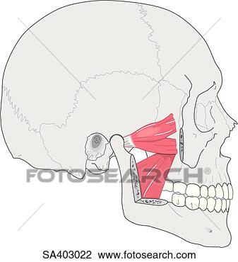 Clip Art - lateral view of 
skull showing 
the muscles used 
in chewing; medial 
and. fotosearch 
- search clipart, 
illustration, 
drawings and vector 
eps graphics images