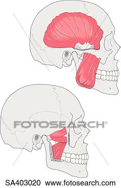 Stock Illustration - two lateral images 
of skull showing 
the muscles used 
in chewing;. fotosearch 
- search clipart, 
illustration, 
drawings and vector 
eps graphics images
