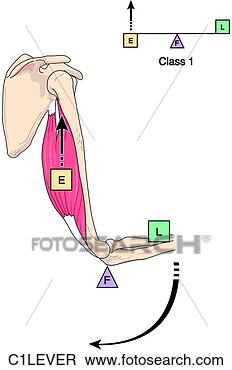 Stock Illustration - class 1 lever. 
fotosearch - search 
clipart, illustration, 
drawings and vector 
eps graphics images
