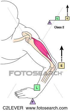 Stock Illustration - class 2 lever. 
fotosearch - search 
clipart, illustration, 
drawings and vector 
eps graphics images