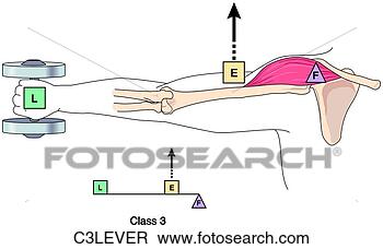 Stock Illustration - class 3 lever. 
fotosearch - search 
clipart, illustration, 
drawings and vector 
eps graphics images