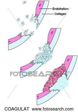 Stock Illustration - coagulation. fotosearch 
- search clipart, 
illustration, 
drawings and vector 
eps graphics images