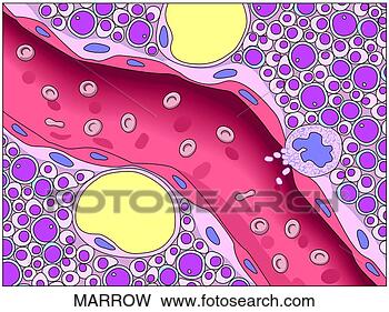 Stock Illustration - hemopoiesis in 
bone marrow. fotosearch 
- search clipart, 
illustration, 
drawings and vector 
eps graphics images