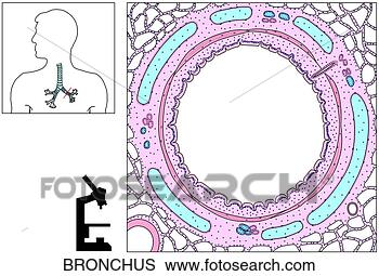 Stock Illustration - histology of bronchus. 
fotosearch - search 
clipart, illustration, 
drawings and vector 
eps graphics images