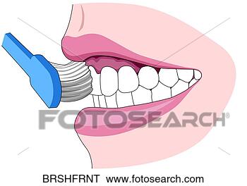 Hazır İlüstrasyonlar - brshfrnt, brshfrnt. 
fotosearch - klipart 
İlüstrasyon, çizimler 
ve görüntüler 
ara