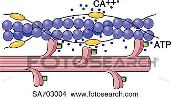 Stock Illustration - graphic illustration 
of actin/myosin 
interaction which 
results in. fotosearch 
- search clipart, 
illustration, 
drawings and vector 
eps graphics images