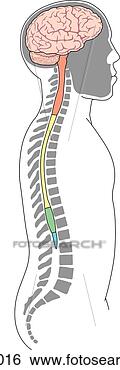 Stock Illustration - lateral view of 
figure showing 
central nervous 
system and its. 
fotosearch - search 
clipart, illustration, 
drawings and vector 
eps graphics images