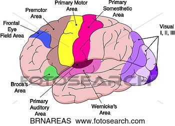 Stock Illustration - areas of brain. 
fotosearch - search 
clipart, illustration, 
drawings and vector 
eps graphics images