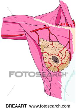 Stock Illustration - arterial supply 
to breast. fotosearch 
- search clipart, 
illustration, 
drawings and vector 
eps graphics images
