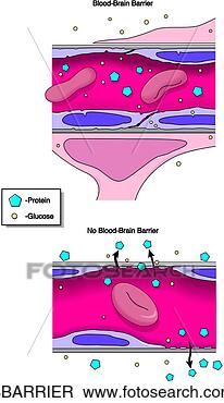 Stock Illustration - blood brain barrier. 
fotosearch - search 
clipart, illustration, 
drawings and vector 
eps graphics images