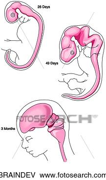Stock Illustration - brain development. 
fotosearch - search 
clipart, illustration, 
drawings and vector 
eps graphics images