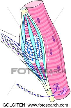 golgi tendon organ icon