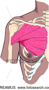 Stock Illustration - musculature of 
breast. fotosearch 
- search clipart, 
illustration, 
drawings and vector 
eps graphics images
