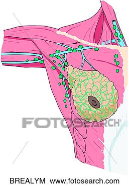 Stock Illustration - veins & lymphatics 
of breast. fotosearch 
- search clipart, 
illustration, 
drawings and vector 
eps graphics images