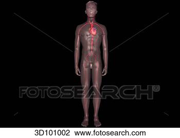 Clip Art - anterior view 
of the arterial 
system of the 
body. fotosearch 
- search clipart, 
illustration, 
drawings and vector 
eps graphics images