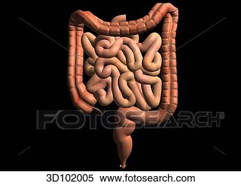 Stock Illustration - anterior view 
of the intestines 
 illustration 
also includes 
the colon. fotosearch 
- search clipart, 
illustration, 
drawings and vector 
eps graphics images