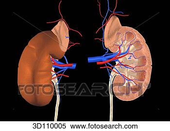 Stock Illustration - anterior view 
of the kidneys. 
fotosearch - search 
clipart, illustration, 
drawings and vector 
eps graphics images