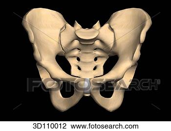 Clip Art - anterior view 
of the male pelvis. 
fotosearch - search 
clipart, illustration, 
drawings and vector 
eps graphics images