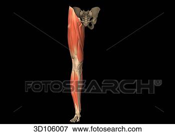 Stock Illustration - anterior view 
of the muscles 
of the leg. fotosearch 
- search clipart, 
illustration, 
drawings and vector 
eps graphics images