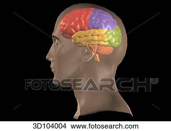Stock Illustration - lateral view of 
the head; skin 
is transparent, 
 showing the brain. 
fotosearch - search 
clipart, illustration, 
drawings and vector 
eps graphics images