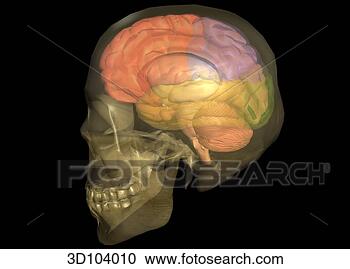 Stock Illustration - lateral view of 
the head; skull 
is transparent, 
 showing the brain. 
fotosearch - search 
clipart, illustration, 
drawings and vector 
eps graphics images
