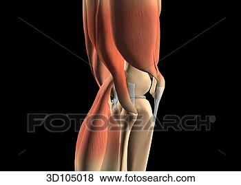 Stock Illustration - lateral view of 
the knee showing 
muscles and bones. 
fotosearch - search 
clipart, illustration, 
drawings and vector 
eps graphics images