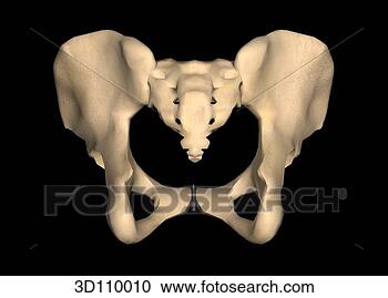 Stock Illustration - posterior view 
of the female 
pelvis. fotosearch 
- search clipart, 
illustration, 
drawings and vector 
eps graphics images