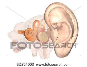 Clip Art - external ear, 
showing interior 
part of ear; oblique 
anterolateral 
view. fotosearch 
- search clipart, 
illustration, 
drawings and vector 
eps graphics images
