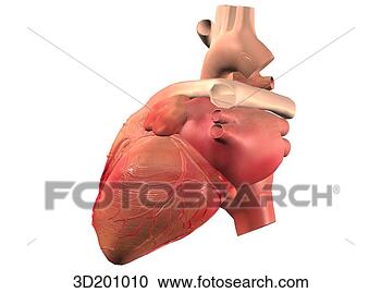 Stock Illustration - lateral view of 
the heart. fotosearch 
- search clipart, 
illustration, 
drawings and vector 
eps graphics images