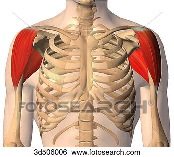 图解或向量图 - 前面的意见, .的, the, 三角肌, 肌