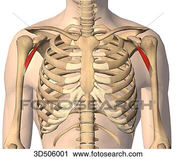 the thorax