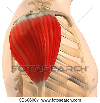 deltoid muscle image